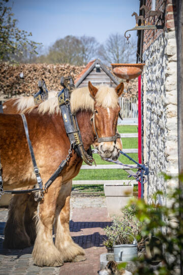 Bruinharige trekpaard met blonde manen, vastgemaakt aan een stenen muur kijkt naar de lens van de fotograaf.