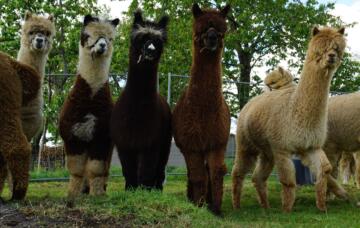 Verschillende alpaca's, zwart, wit, bruin, gemengd, naast elkaar.