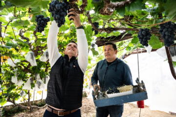 Twee druiventeler knippen druiven in de serre