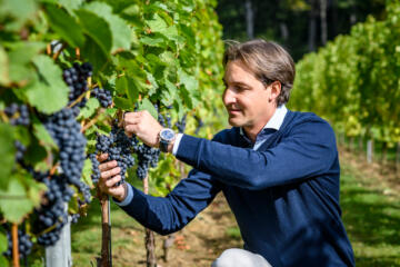 Wijnbouwer Vandeurzen knipt tros van blauwe wijndruif.