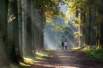 Zonnestralen vallen op een wandeldreef binnen door het bladerdak van een herfstbos